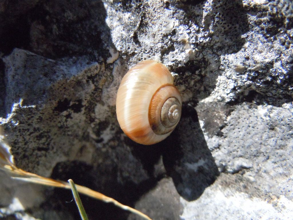 Guscio dall''Abruzzo